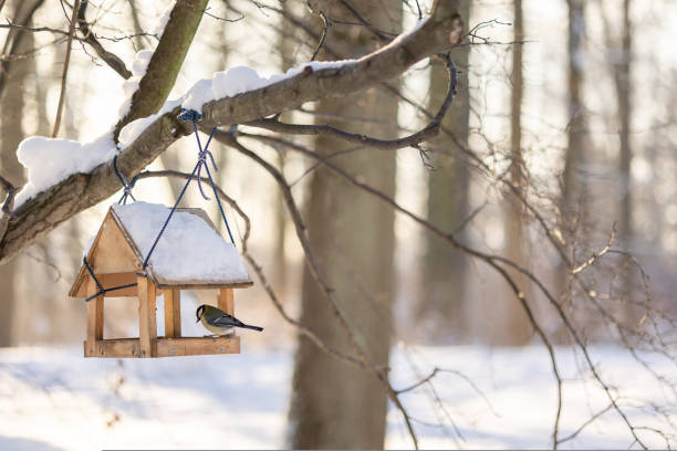 Vogelhäuschen im privaten Garten